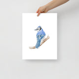 Blue Jay Watercolor Fine Art Poster