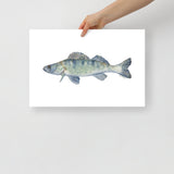 Walleye Fish Watercolor Fine Art Print