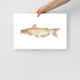 Catfish Watercolor Poster