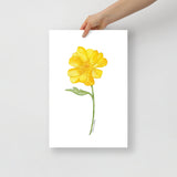 Yellow Buttercup Wildflower Watercolor Fine Art Print Poster