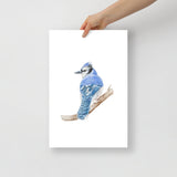 Blue Jay Watercolor Fine Art Poster