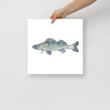 Walleye Fish Watercolor Fine Art Print