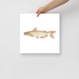 Catfish Watercolor Poster