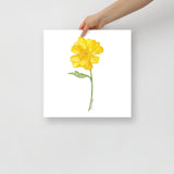 Yellow Buttercup Wildflower Watercolor Fine Art Print Poster