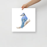 Blue Jay Watercolor Fine Art Poster