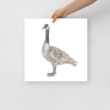 Canadian Goose Watercolor