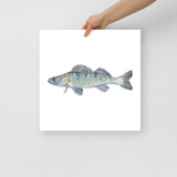 Walleye Fish Watercolor Fine Art Print