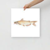 Catfish Watercolor Poster