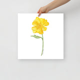Yellow Buttercup Wildflower Watercolor Fine Art Print Poster