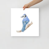 Blue Jay Watercolor Fine Art Poster