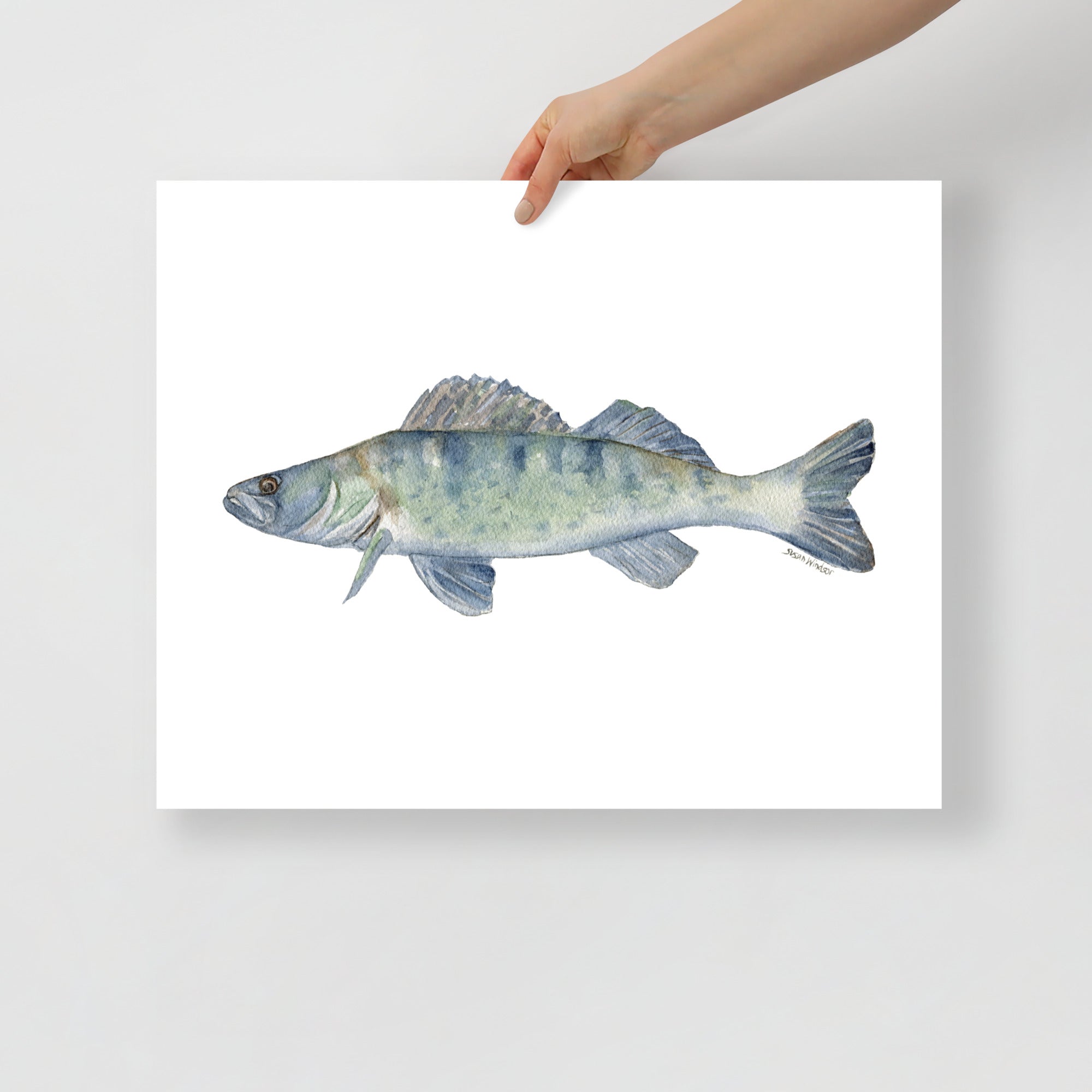 Walleye Fish Watercolor Fine Art Print – Susan Windsor