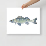 Walleye Fish Watercolor Fine Art Print