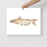 Catfish Watercolor Poster