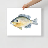 Bream Fish Watercolor Fine Art Print Poster