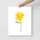 Yellow Buttercup Wildflower Watercolor Fine Art Print Poster