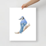 Blue Jay Watercolor Fine Art Poster