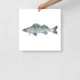 Walleye Fish Watercolor Fine Art Print