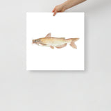 Catfish Watercolor Poster