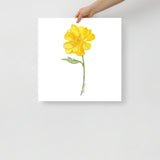 Yellow Buttercup Wildflower Watercolor Fine Art Print Poster