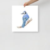 Blue Jay Watercolor Fine Art Poster