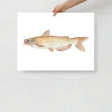 Catfish Watercolor Poster