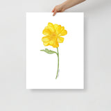 Yellow Buttercup Wildflower Watercolor Fine Art Print Poster