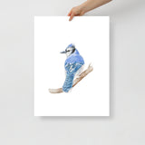 Blue Jay Watercolor Fine Art Poster