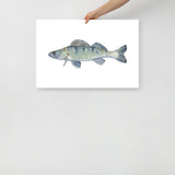 Walleye Fish Watercolor Fine Art Print