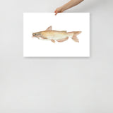 Catfish Watercolor Poster