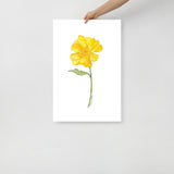 Yellow Buttercup Wildflower Watercolor Fine Art Print Poster