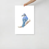 Blue Jay Watercolor Fine Art Poster