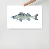 Walleye Fish Watercolor Fine Art Print