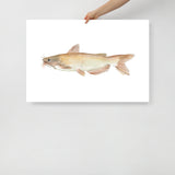Catfish Watercolor Poster