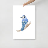 Blue Jay Watercolor Fine Art Poster