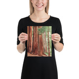 Sequoia National Park Watercolor Fine Art Print Poster - Unframed