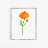 Marigold Watercolor Fine Art Poster Print