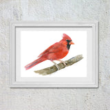 Red Cardinal Original Watercolor Painting