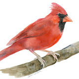 Red Cardinal Original Watercolor Painting