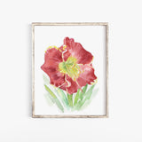 Red Daylily Watercolor Floral Poster