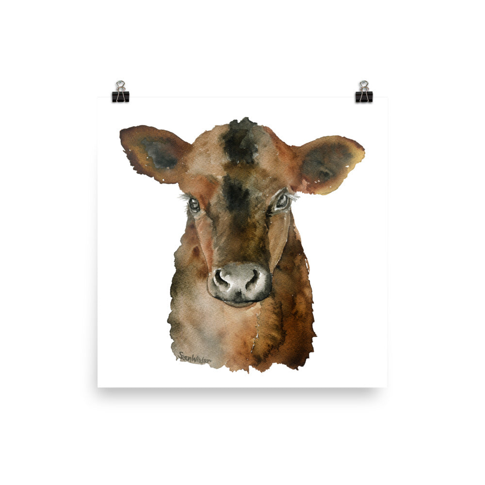 Angus Cattle Calf Watercolor – Susan Windsor