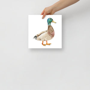 Mallard Duck Watercolor Fine Art Print