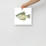 Black Crappie Fish Watercolor Fine Art Poster