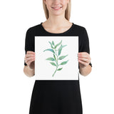 Eucalyptus 2 Branch Watercolor