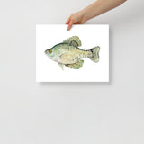 Black Crappie Fish Watercolor Fine Art Poster