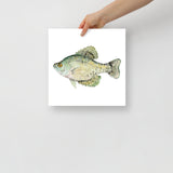 Black Crappie Fish Watercolor Fine Art Poster