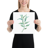Eucalyptus 2 Branch Watercolor