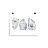 Oysters Seashell Watercolor Art Print