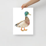 Mallard Duck Watercolor Fine Art Print