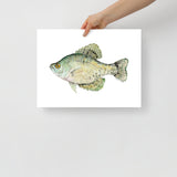 Black Crappie Fish Watercolor Fine Art Poster