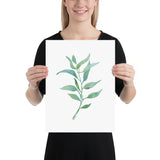 Eucalyptus 2 Branch Watercolor